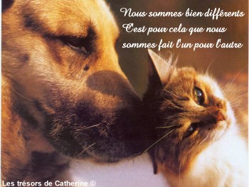 l'amour chien et chat